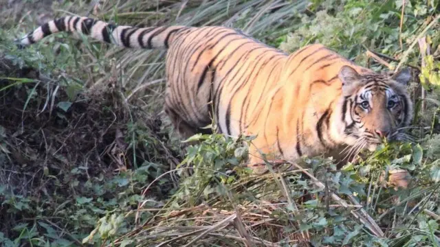 चितवनको पाटे बाघ