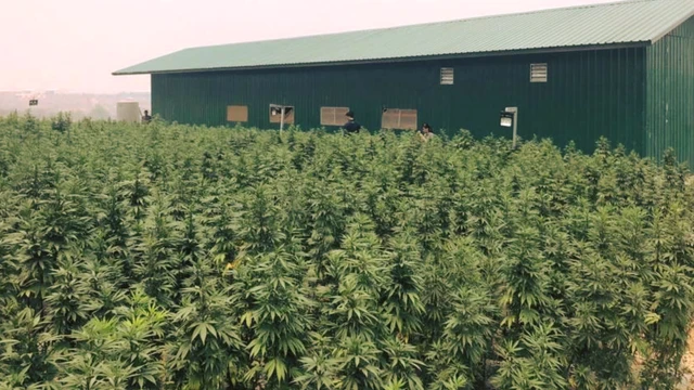 ဒီစိုက်ခင်းမှာ တရားမဝင် ဆေးခြောက်ပင်တွေ စိုက်လို့ စိုက်ခင်းပိုင်ရှင်နဲ့ ဝန်ထမ်းတွေကို မူးယစ်ပုဒ်မတွေနဲ့ တရားစွဲဆိုထားပါတယ်။