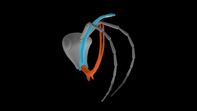 แบบจำลองส่วนหัวของมดยมโลก สีแดงคือขากรรไกรแนวตั้งรูปเคียว สีฟ้าคือเขาที่งอกบนหน้าผาก