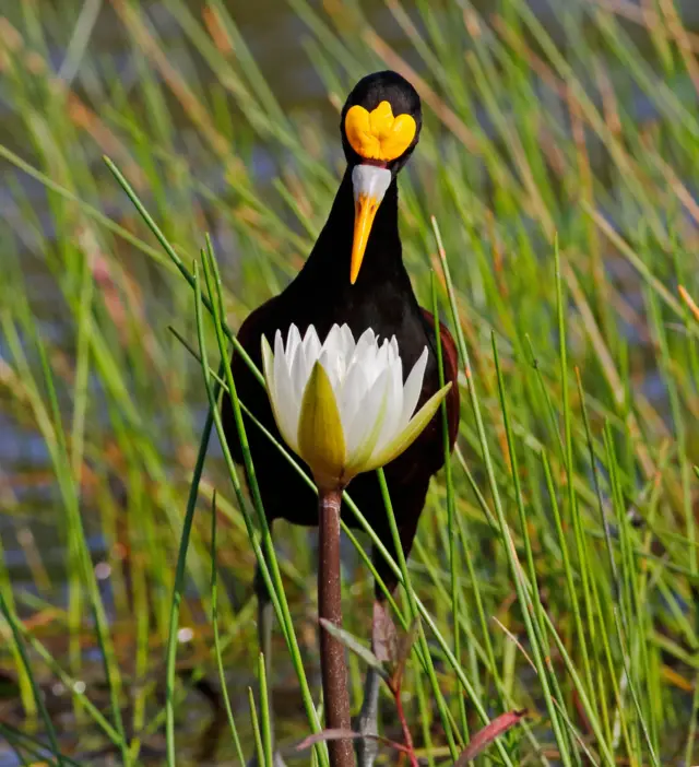 Northern-Jacana.