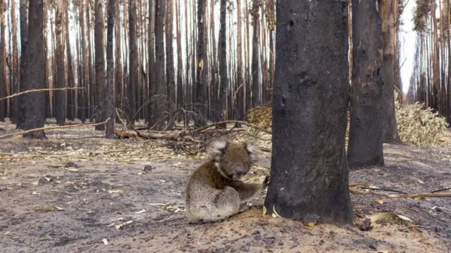 A koala at the base of a burnt tree