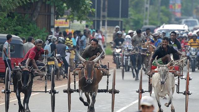 সিনহালা বর্ষবরণ