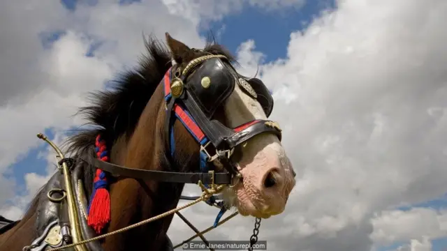 ड्रॉट हॉर्स वज़न उठाने के काम आते हैं