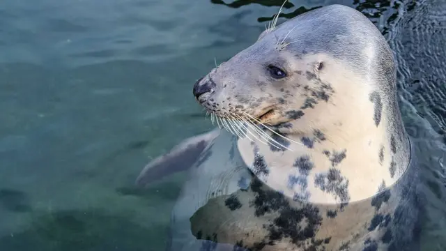 Серый тюлень