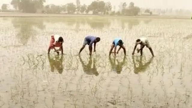 ਝੋਨਾ