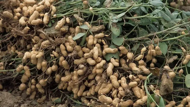 ગુજરાતમાં મગફળીનું વિપુલ ઉત્પાદન થાય છે