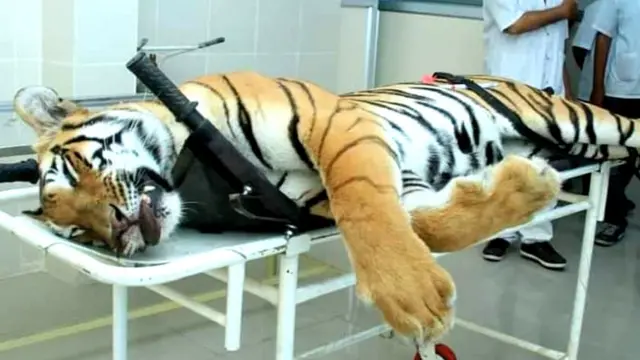 मृत अवनी