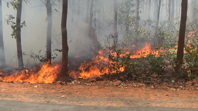 जंगल में आग