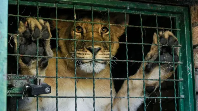 दक्षिण आफ्रिकेच्या बेर्दान्स्क प्राणीसंग्रहालयातील सिंह