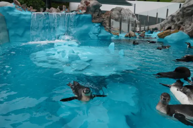 pingvini beograd pingvinarijum