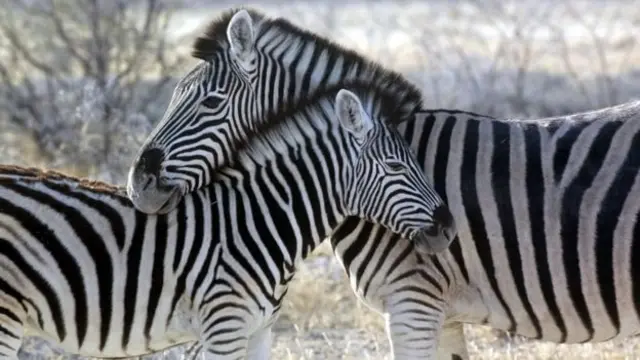Two Zebra