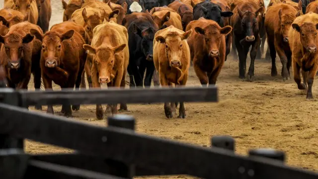 É estimado que o gado bovino necessite 28 vezes mais terra e 11 vezes mais irrigação que a criaçãoonline betting casinosuínos e aves