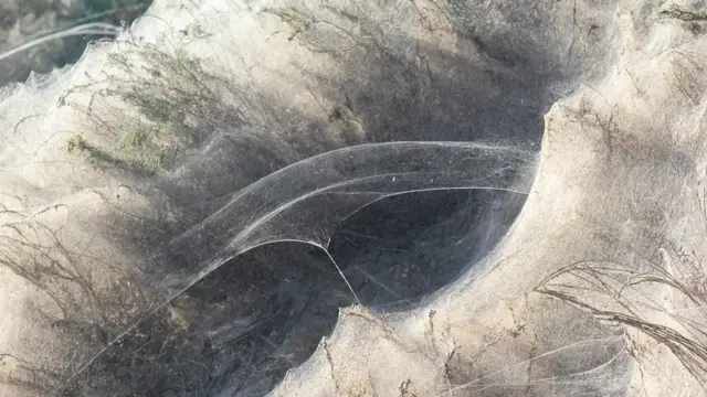 Побережье в паутине