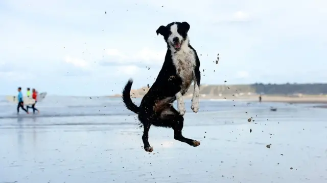 Пес на пляже