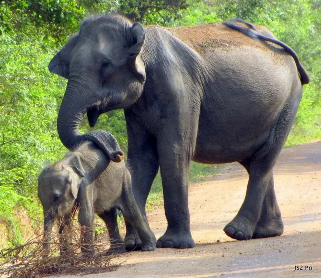 Photo credit: Dr Prithiviraj Fernando