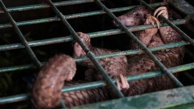 آكل النمل الحرشفي