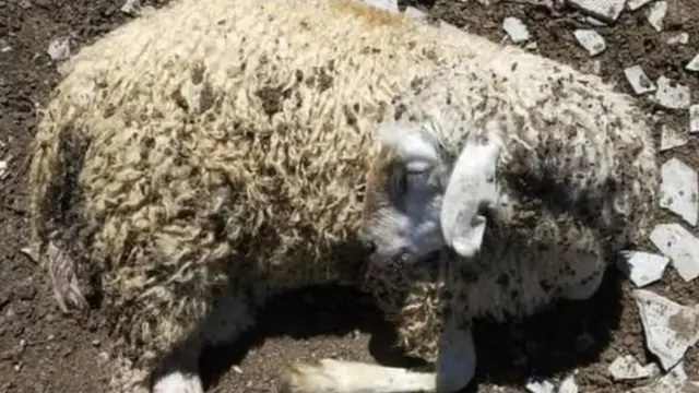 Саналуу күн мурун Солтон-Сарыда мал өлүп жатат деген кабар интернетке желдей тараган эле