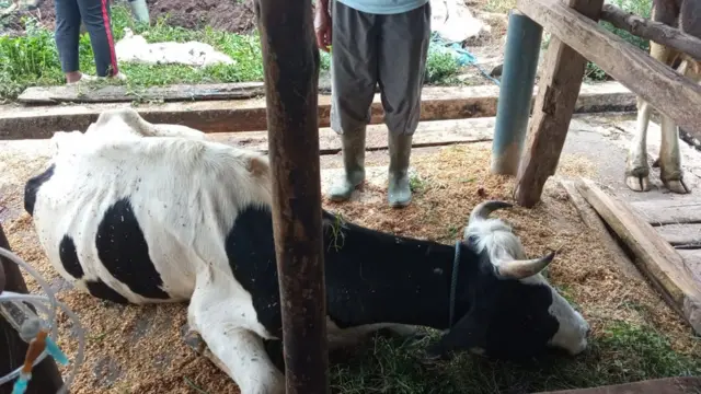 Penyakit Mulut dan Kuku (PMK) pada hewan ternak