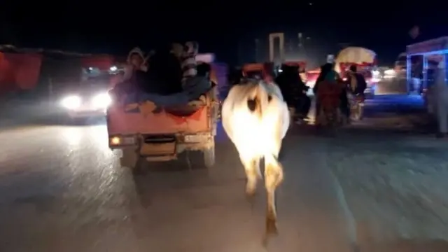 Ngombe za Gul MUdudu pia zilitoroka na kuelekea Lashkar Gar