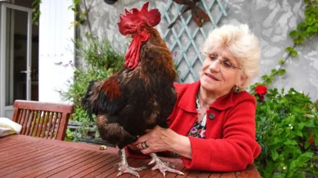 Rooster Maurice