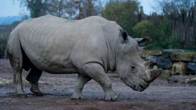 Male South white Rhinocero