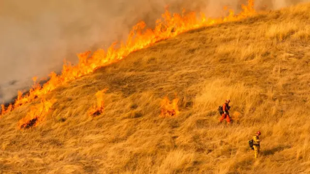 Лісові пожежі