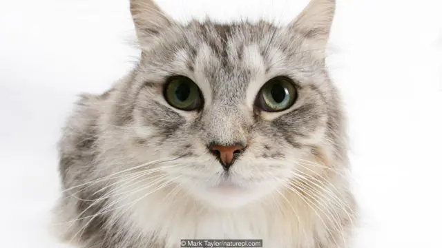 Kucing liar, piaraan