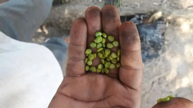 जंगली चाकुंडा