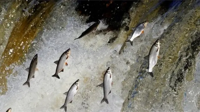 క్రోకర్ చేప