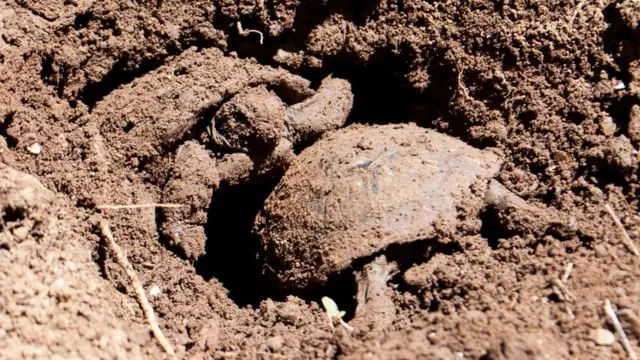 Tortugas bebé emergiendo del nido