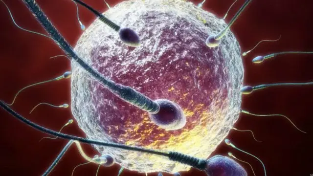 விந்தணுக்கள்