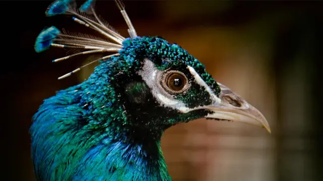 பூபதி பிரதீபன், யாழ்ப்பாணம்