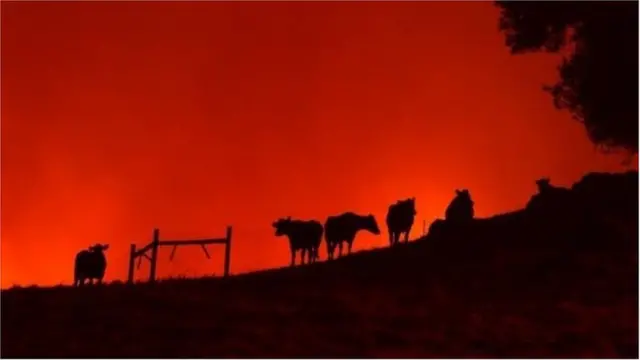 कैलिफोर्निया