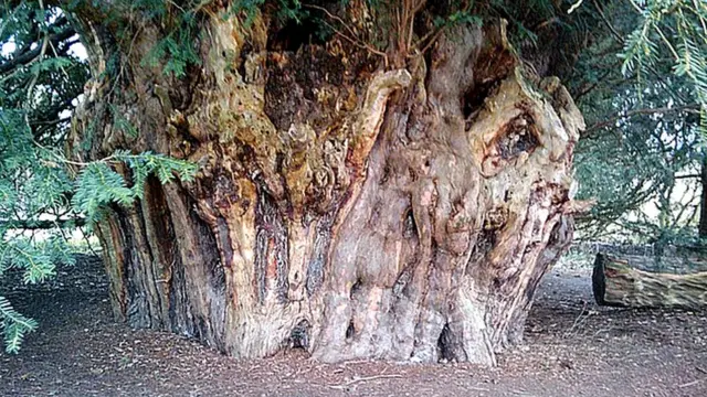 Акервикский тис