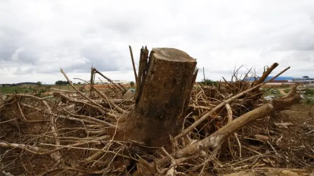 Ilustrasi deforestasi