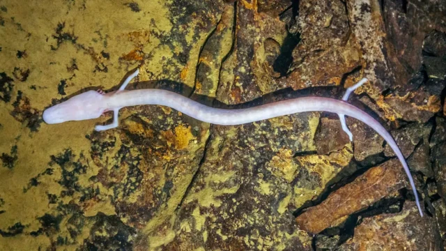 ตัวโอล์มอาศัยอยู่ในถ้ำมืดมีธารน้ำไหลผ่าน ในประเทศแถบยุโรปกลางและยุโรปตะวันออก