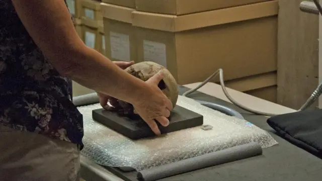 Un investigador manipula un cráneo que será puesto en la máquina de rayos X