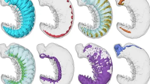 prikaz unutrašnjosti larve