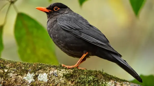 ‘யானை, சிறுத்தை, மற்றும் சில பறவைகள்’ - மசனக்குடி காடும், நீதிமன்ற தீர்ப்பும்