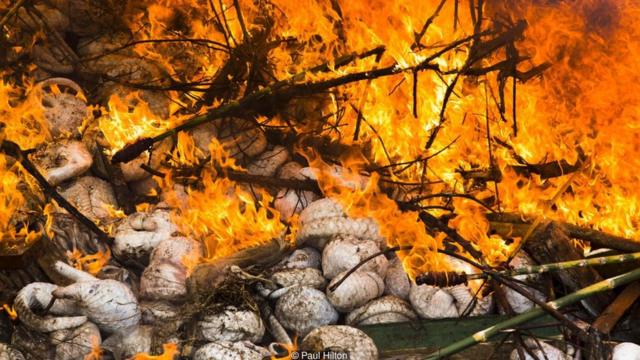Một trong những vụ thu giữ tê tê lớn nhất từ trước tới nay, với chừng 4.000 con tê tê đông lạnh được đưa xuống hố để thiêu hủy tại Sumatra, Indonesia