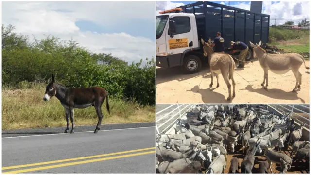 Jumento soltocbet universityestrada no RN, açãocbet universityrecolhimento no Piauí e animais a serem abatidos na Bahia