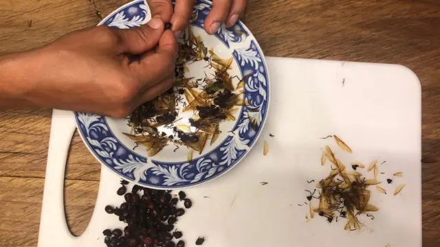 一名巴里卡拉人在「宰蟻」