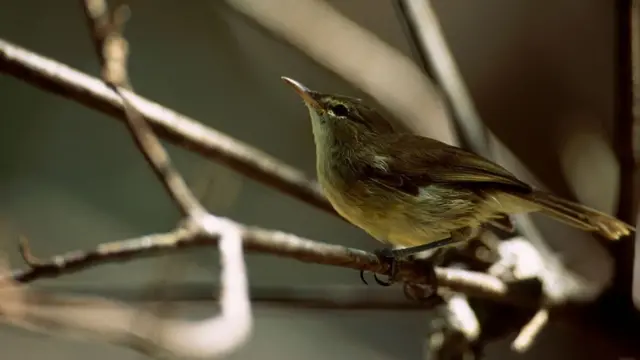 стать дитини