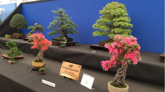 Bonsai