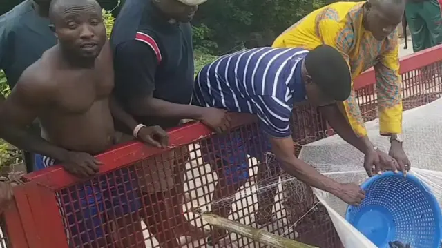 Ọsin ẹja Obasanjo