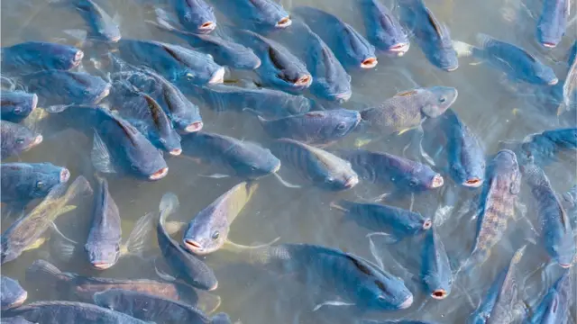 তেলাপিয়ার সাথে শিং ও মাগুর মাছের চাষ লাভজনক।