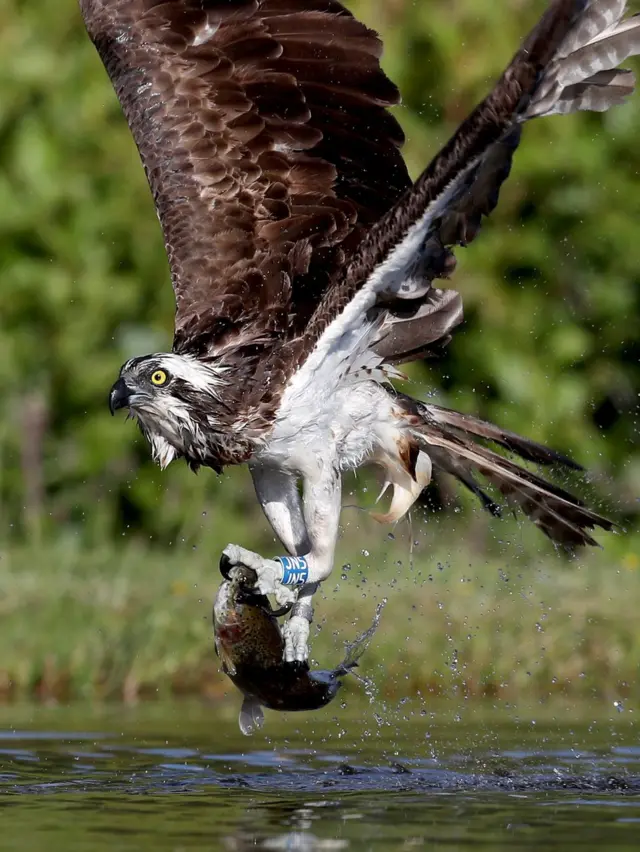 An osprey catches a rainbow trout in a loch near Aviemore in the Cairngorms