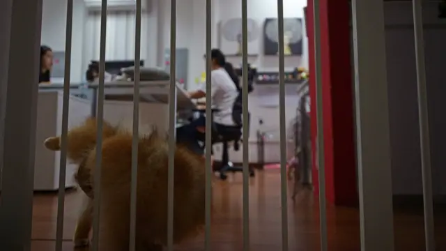 ด้านสุขอนามัย เพื่อนซี้สี่ขามีที่ขับถ่ายเอาไว้เฉพาะ หากเป็นตัวผู้ก็จะมีผ้าอนามัยเฉพาะของสุนัข