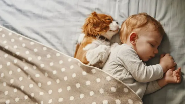 A dog sleeping with a toddler