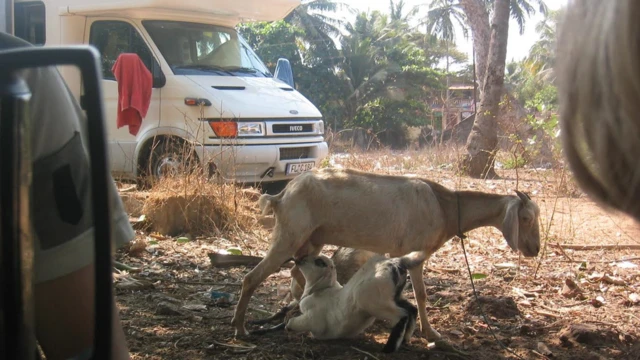 عگسی از خودرو کاروان و بزی که مشغول شیر دادن به بزغاله خود است
